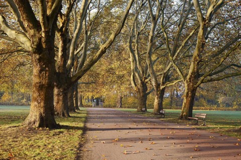 Path and common plane tree or Platanus × acerifolia (Platanus x hispanica, Platanus × acerifolia,