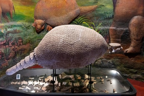 Glyptodontidae, Regional History Museum, Cusco, Peru