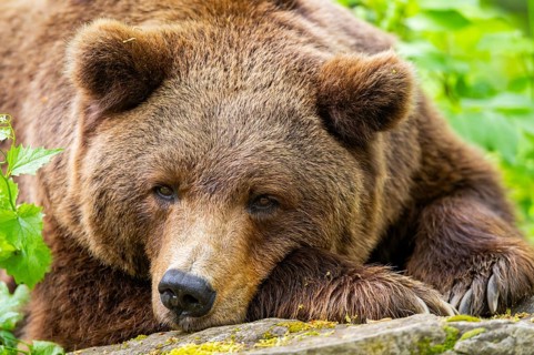 Brown bear (Ursus arctos) lying on a rock, portrait, Bavaria, Germany
