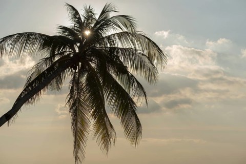 Palm tree against the light, heart-shaped sun, Koh Mook Island, Satun Province, Southern Thailand,