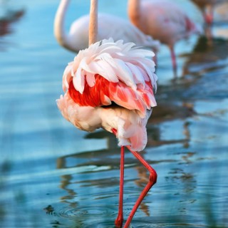 Pink flamingo (Phoenicopterus roseus), standing in a pond, plumage, Pont de Gau Bird Park,