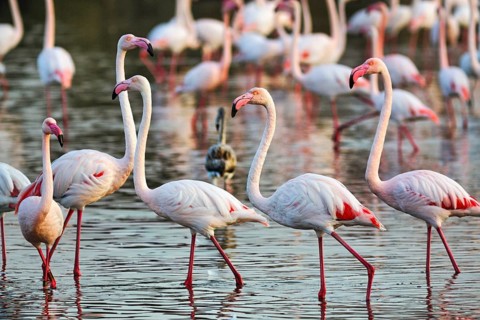 Pink flamingos (Phoenicopterus roseus), walking in the pond, Pont de Gau Bird Park,