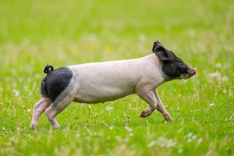 Swabian-Hall swine (Schwäbisch-Hällisches Landschwein) running over a meadow, Germany