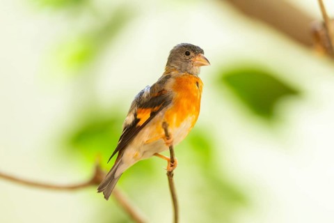 Red siskin (Spinus cucullatus) sitting on a branch, captive, Zoo Augsburg, Germany