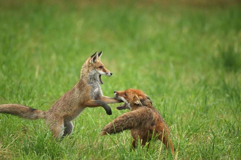 Red fox (Vulpes vulpes) male and weaned young playing on a mown meadow in light rain, Allgäu,