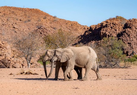 Two African elephants (Loxodonta africana), desert elephant, near the Ugab River, Damaraland,
