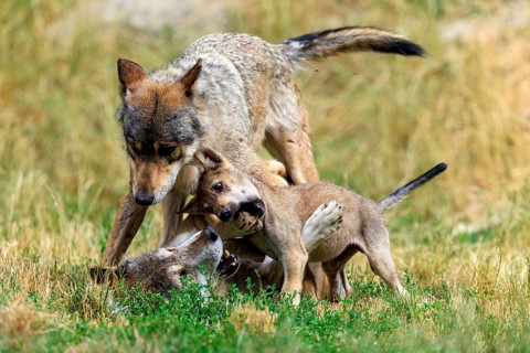 Wolf family with playing puppies in natural environment on grass, Timber wolf, wolf, American wolf,