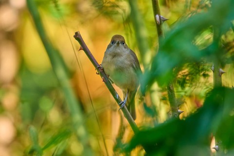 Blackcap (Sylvia atricapilla), female, sitting attentively on a branch in the natural environment,