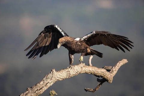 Iberian Eagle (Aquila adalberti), Spanish imperial eagle, Extremadura, Castilla La Mancha, Spain