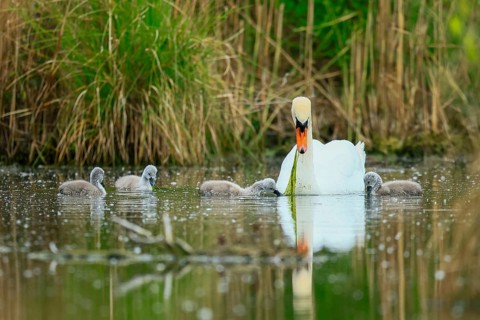 A swan in a quiet scene with its chicks on a pond, Mute Swan, (cygnus olor), wildlife, Germany