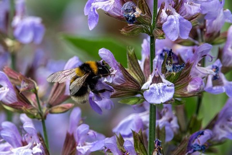 Honey bee sitting on flower, sage (Salvia), blooming, Baden-Württemberg, Germany