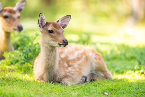 Sika deer (Cervus nippon) youngster on a meadow, Bavaria, Germany