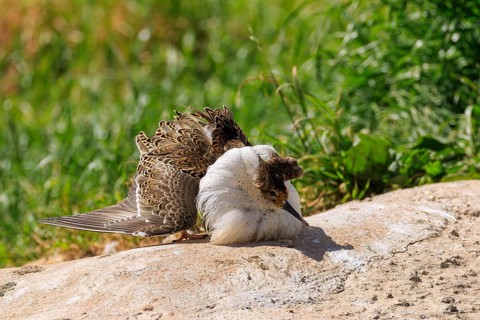 A bird resting on a sunny ground, its magnificent feathers unfurled, ruff (Calidris pugnax, syn.: