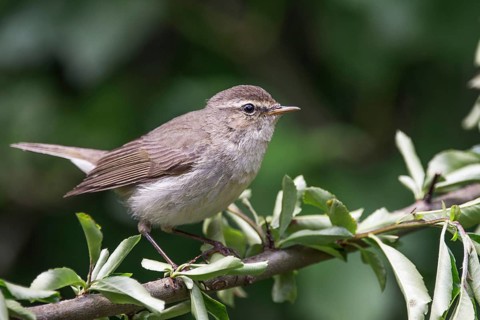 Chiffchaff (Phylloscopus collybita) sitting on a branch surrounded by green foliage,