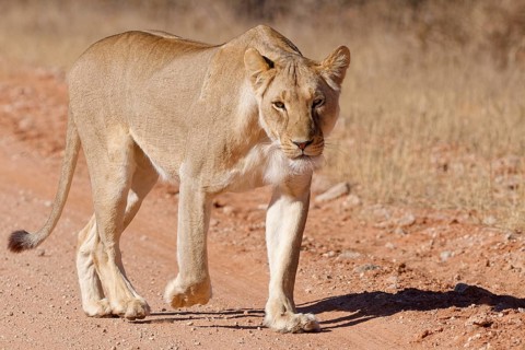 African lion (Panthera leo), lioness, adult female walking on a dirt road, animal portrait,
