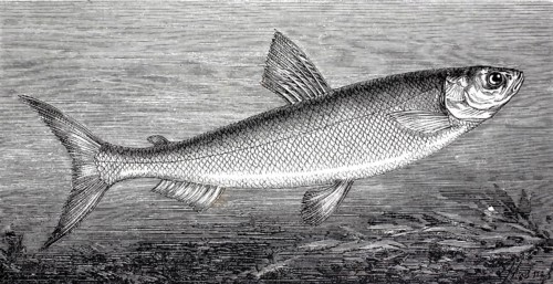 Lake Constance whitefish, Coregonus wartmanni, also known as bluefish, is a freshwater fish of the