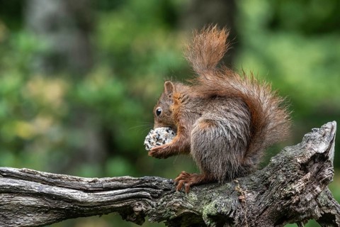 Squirrel (Sciurus vulgaris) with tit dumpling, Emsland, Lower Saxony, Germany