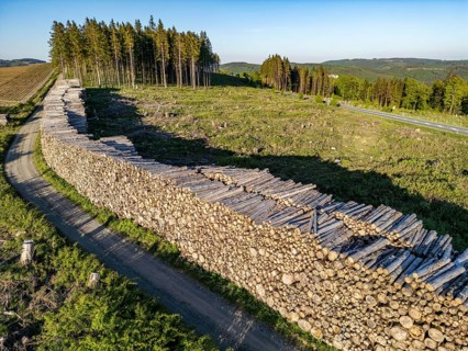 Pile of wood in a partially cleared forest area, felled spruces, with damage caused by the bark