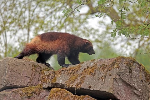 Wolverine (Gulo gulo), bear marten, strictly protected, captive