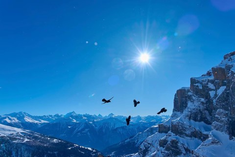 Alpine choughs (Pyrrhocorax graculus), several birds flying in front of a sunny mountain panorama,