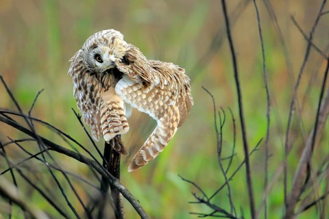 Short-eared Owl (Asio flammeus) perched on a branch, Andalusia, Spain