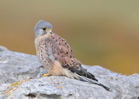 Common Kestrel (Falco tinnunculus) male perched on a rock, Wales, United Kingdom