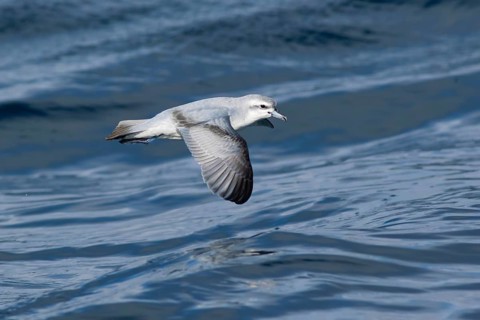 Fairy Prion (Pachyptila turtur) flying, Victoria, Australia