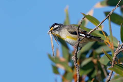 Striated Pardalote (Pardalotus striatus) perched on a branch with nesting material in beak, South