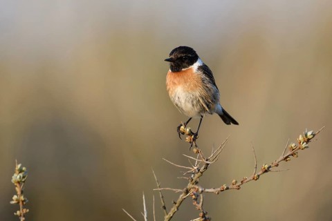 Auf dem Sanddorn sitzend... Schwarzkehlchen *Saxicola torquata*, Männchen im Prachtkleid, spätes