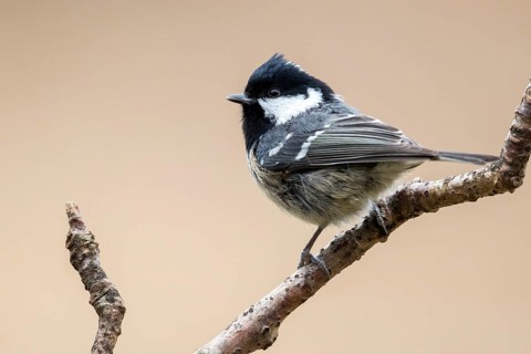 Coal Tit (Periparus ater) perched on a branch, Bialowieza National Park, Poland