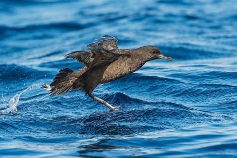 Sooty Shearwater (Ardenna grisea) flying, Eilat, Israel