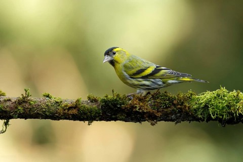 Sijs, Siskin, carduelis spinus