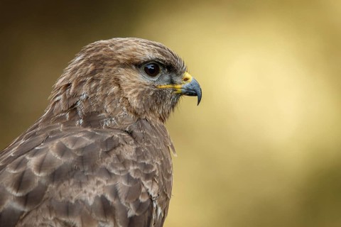 Common Buzzard (Buteo buteo), portrait, Castile and Leon, Spain