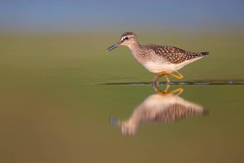 Wood Sandpiper (Tringa glareola) foraging, Poland