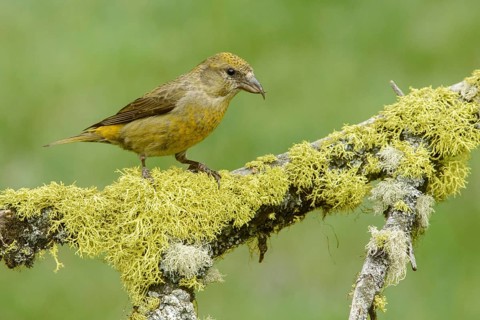 Red Crossbill (Loxia curvirostra) female, British Columbia, Canada