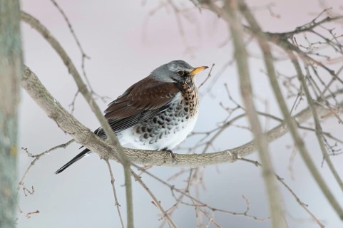 Fieldfare (Turdus pilaris), Thuringia, Germany