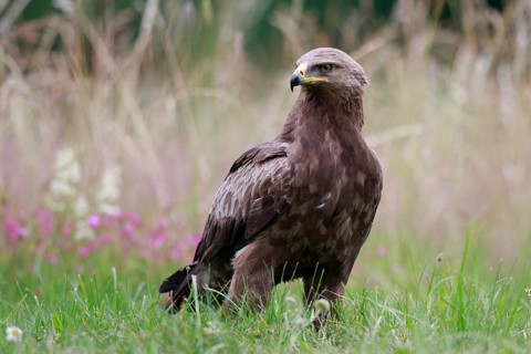 Lesser Spotted Eagle (Clanga pomarina) on grassland, Poland