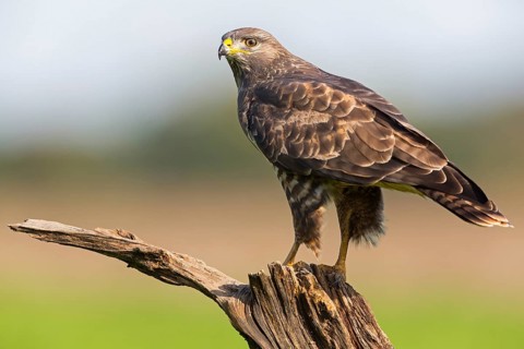 Mäusebussard, Common Buzzard, Buzzard, Eurasian Buzzard, Buteo buteo, Buse variable, Busardo