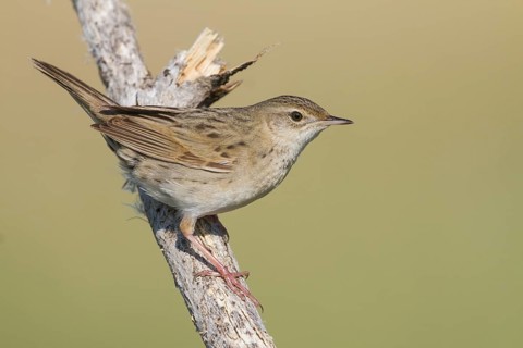 Common Grasshopper Warbler - Feldschwirl - Locustella naevia ssp. mongolicus, Kazakhstan