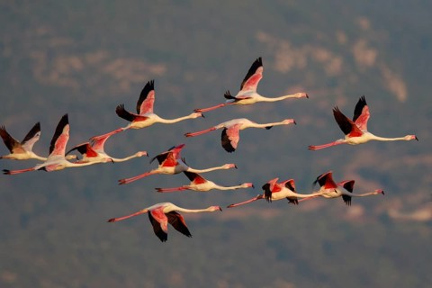 Greater Flamingo (Phoenicopterus roseus) group flying, Greece