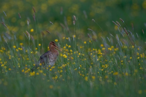 Black-tailed Godwit (Limosa limosa) calling on grassland with flowering meadow buttercup