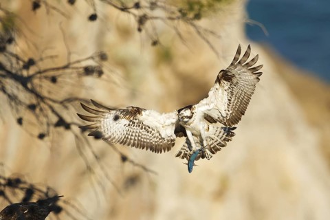 Western Osprey (Pandion haliaetus) flying with fish prey in its claws, Mallorca, Spain