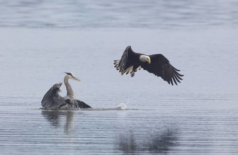 Bald Eagle (Haliaeetus leucocephalus) attacks Great Blue Heron (Ardea herodias) to steal fish prey,