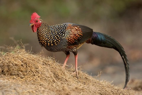 Grey Junglefowl (Gallus sonneratii) male, Kerala, India
