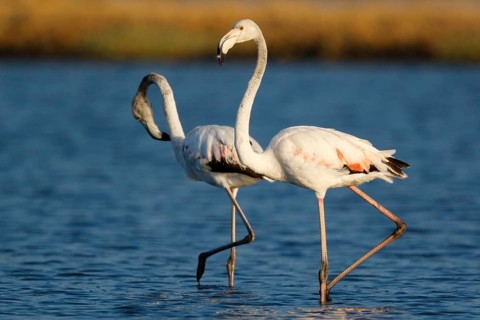 Greater Flamingo (Phoenicopterus roseus), Lesvos, Greece