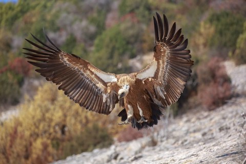 Griffon Vulture (Gyps fulvus) flying, Spain