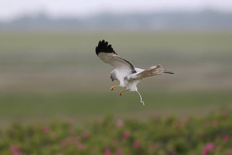Kornweihe; lat. Circus cyaneus; adultes Männchen im Flug; schmelzend; über Dünenfuß mit blühenden