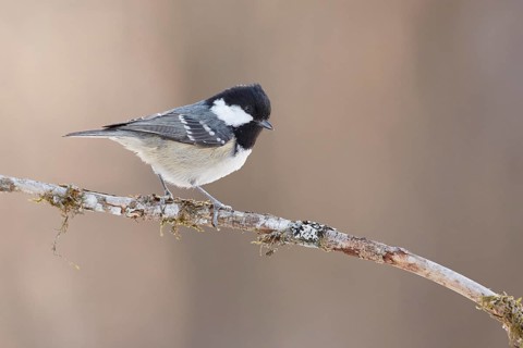 Coal Tit (Periparus ater) perched on a branch, Grisons, Switzerland