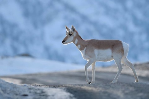 Pronghorn Antelope (Antilocapra americana), Yellowstone National Park, USA