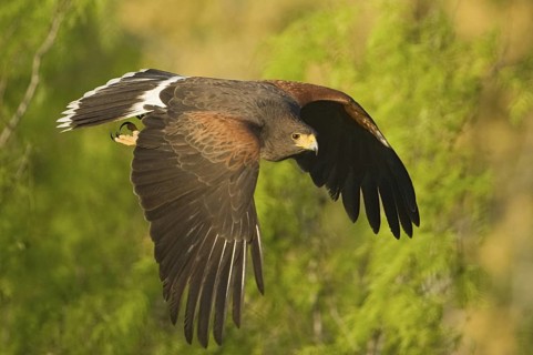 Harris's Hawk (Parabuteo unicinctus) flying, Texas, USA